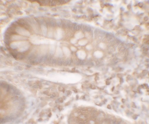 Immunohistochemistry of KREMEN1 in human small intestine tissue with KREMEN1 antibody at 5 μg/ml