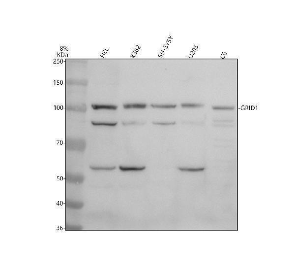 Western blot analysis of GRID1 using anti-GRID1 antibody (A10763-1)