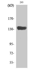 Western Blot (WB) analysis of specific cells using SCAF1 Polyclonal antibody