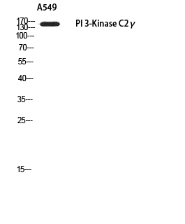 a10773 pik3c2g primary antibodies wb testing 2