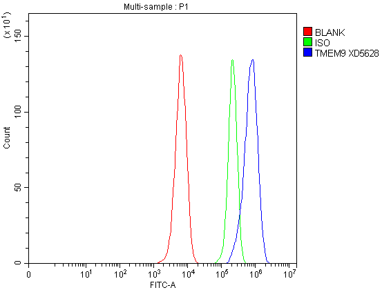 Flow Cytometry analysis of C6 cells using anti-TMEM9 antibody (A10779-1)
