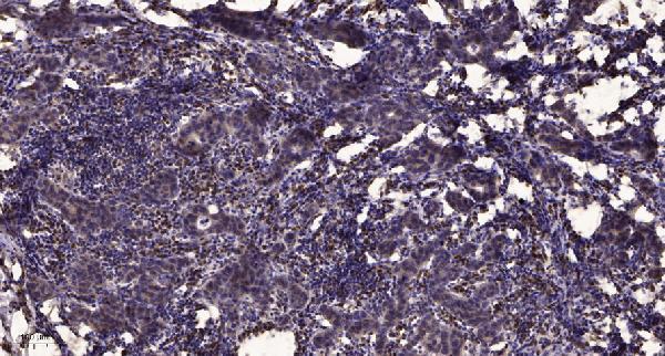 a10780 1 zscan16 primary antibodies ihc testing 1