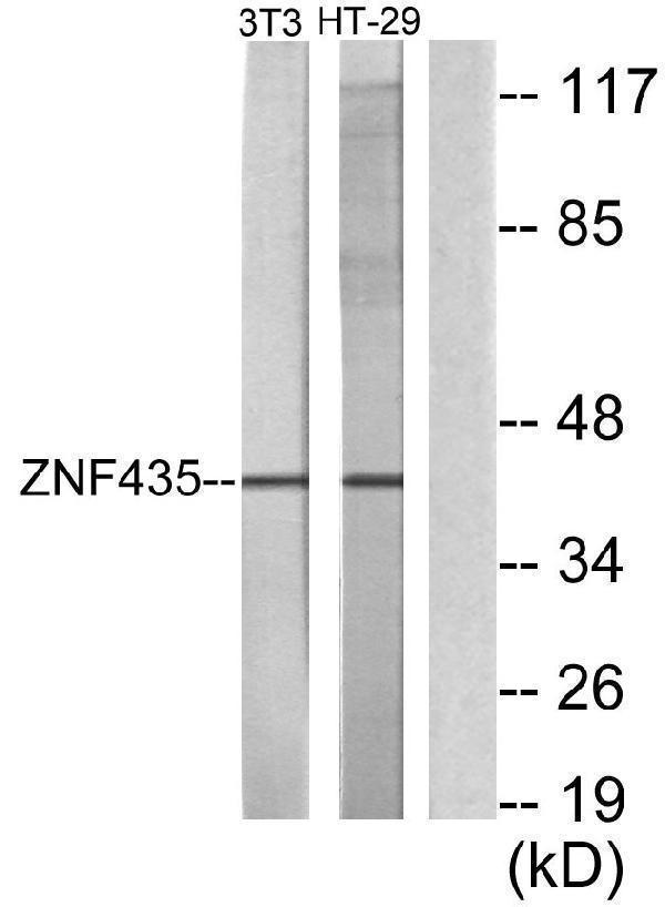 a10780 1 zscan16 primary antibodies wb testing 2