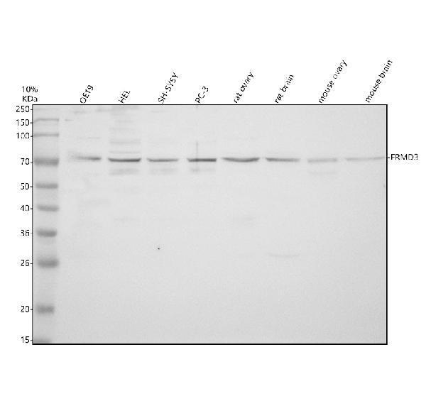 a10781 1 frmd3 primary antibodies wb testing 1