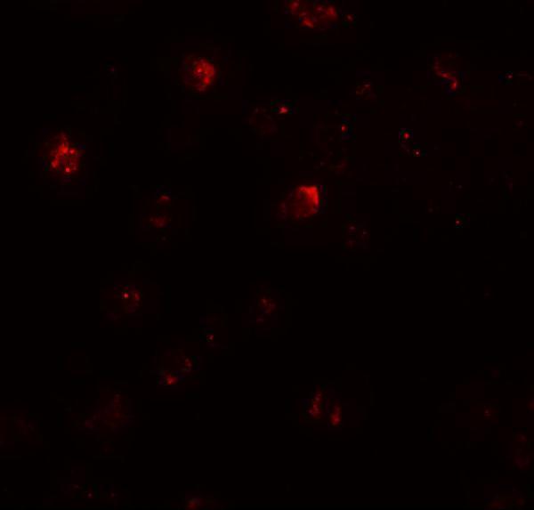 a10784 1 znf687 primary antibodies if testing 2