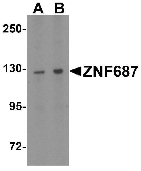 a10784 1 znf687 primary antibodies wb testing 1