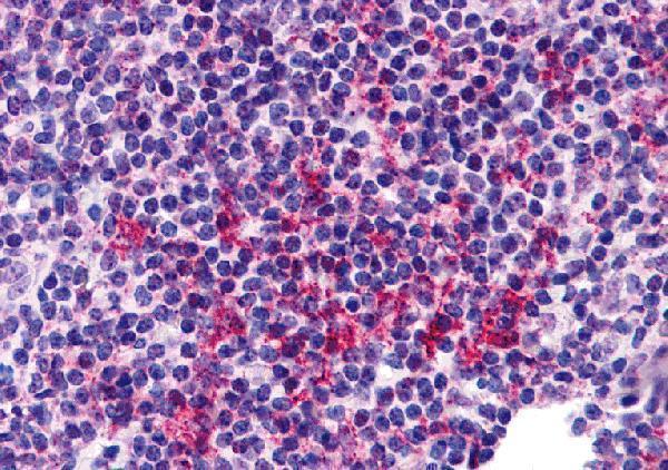 a10784 znf687 primary antibodies ihc testing 1