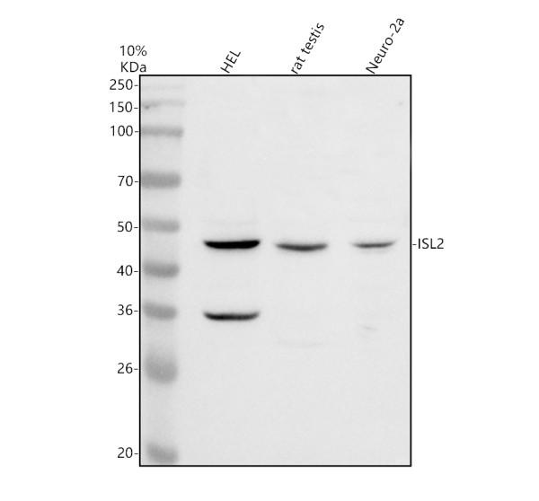 a10787 1 isl2 primary antibodies wb testing 1