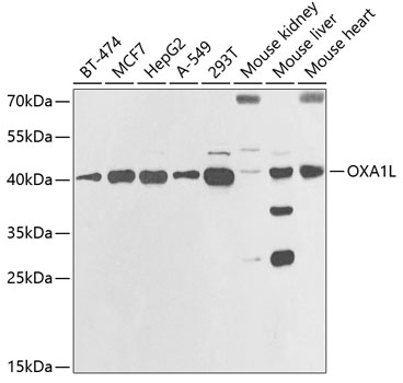 Western blot analysis of extracts of various cell lines, using OXA1L antibody  at 1:1000 dilution