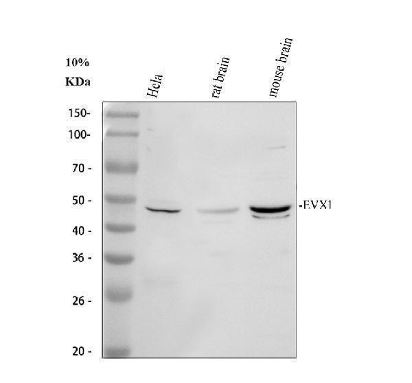 a10794 1 evx1 primary antibodies wb testing 1