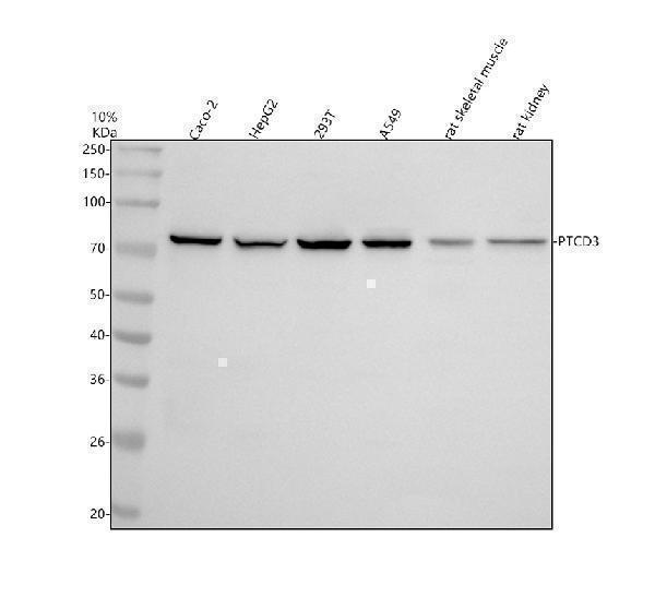  Western blot analysis of PTCD3 using anti-PTCD3 antibody (A10795-1)