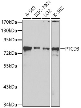 a10795 ptcd3 primary antiboties wb testing 1