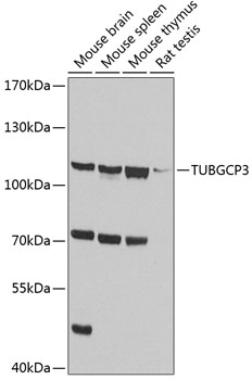 a10799 1 tubgcp3 primary antiboties wb testing 1