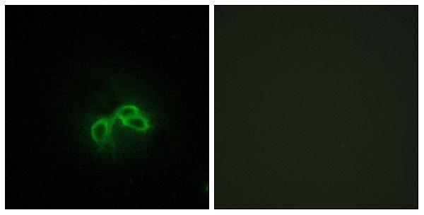 a10808 blcap primary antibodies if testing 1
