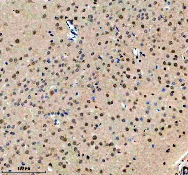 a10811 1 exosc1 primary antibodies ihc testing 2