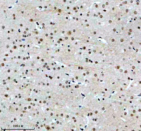 a10811 1 exosc1 primary antibodies ihc testing 3
