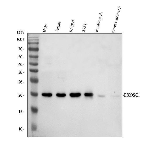 a10811 1 exosc1 primary antibodies wb testing 1