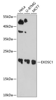 Western blot analysis of extracts of various cell lines, using EXOSC1 antibody  at 1:1000 dilution