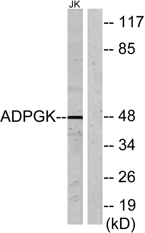 a10813 1 adpgk primary antibodies wb testing 2