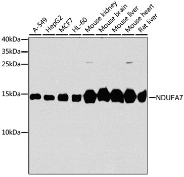 Western blot analysis of extracts of various cell lines, using NDUFA7 antibody  at 1:1000 dilution