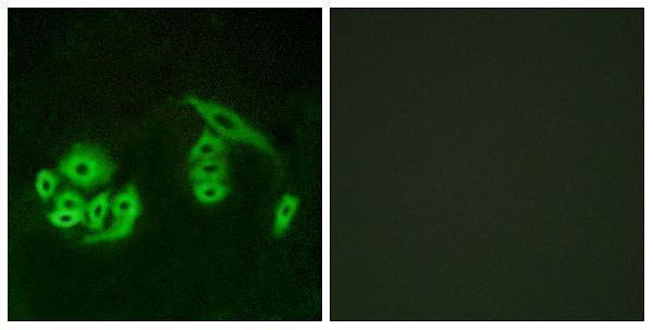 Immunofluorescence analysis of A549 cells, using GPR12 Antibody