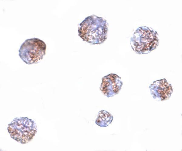 a10820 1 gnpda1 primary antibodies icc testing 2