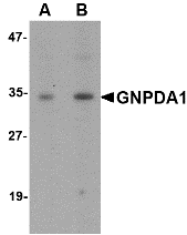 a10820 1 gnpda1 primary antibodies wb testing 1
