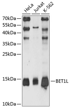 Western blot analysis of extracts of various cell lines, using BET1L antibody  at 1:3000 dilution