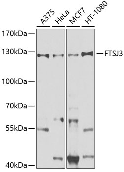 a10827 ftsj3 primary antiboties wb testing 1