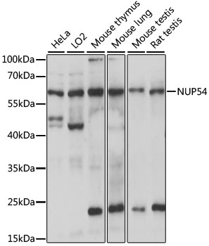 a10830 nup54 primary antiboties wb testing 1