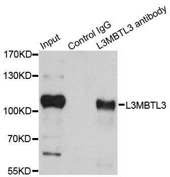 a10834 l3mbtl3 primary antiboties ip testing 3