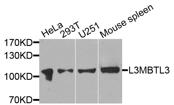 a10834 l3mbtl3 primary antiboties wb testing 1