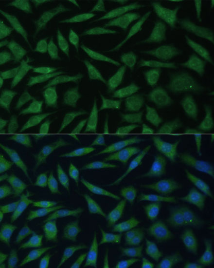 Immunofluorescence analysis of L929 cells using REXO2 Polyclonal Antibody  at dilution of 1:100 