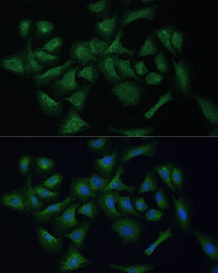 Immunofluorescence analysis of U-2 OS cells using REXO2 Polyclonal Antibody  at dilution of 1:100 