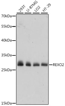 Western blot analysis of extracts of various cell lines, using REXO2 antibody  at 1:1000 dilution