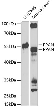 a10836 ppan primary antiboties wb testing 1