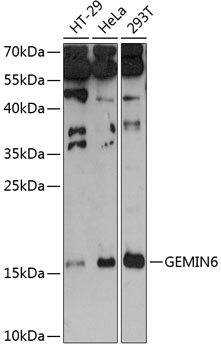 a10838 gemin6 primary antiboties wb testing 1