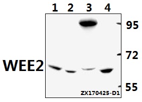 a10843 1 wee2 primary antiboties wb testing 1
