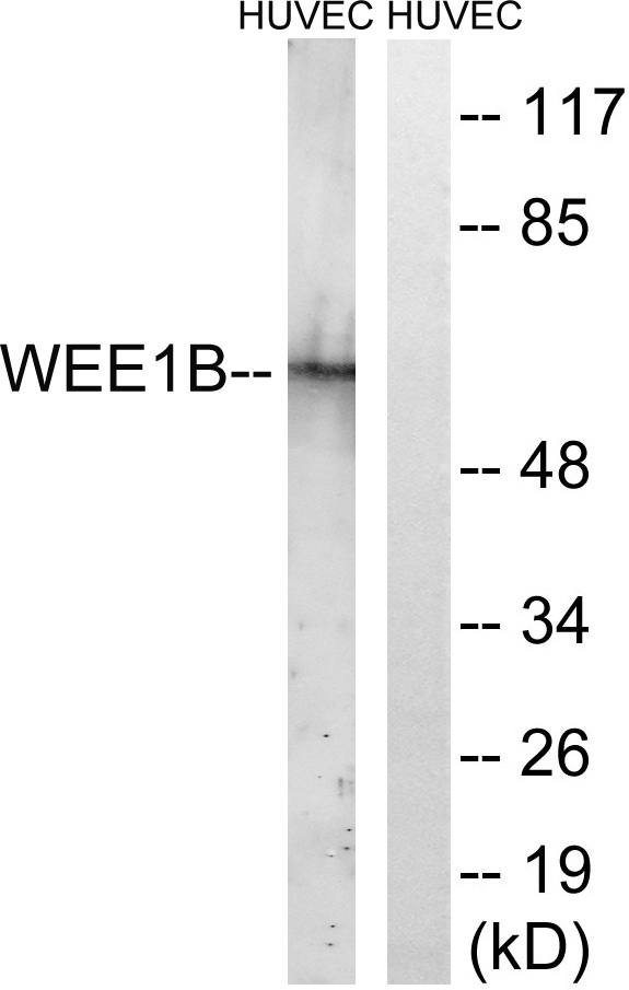 a10843 wee2 primary antibodies wb testing 1
