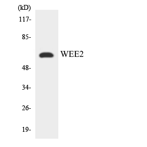 a10843 wee2 primary antibodies wb testing 2