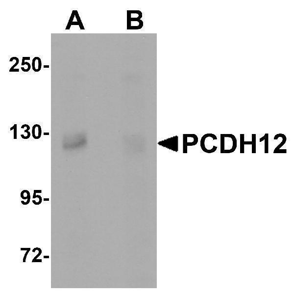 a10847 pcdh12 primary antibodies wb testing 1