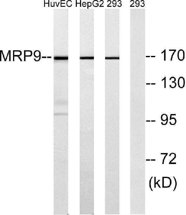 Western blot analysis of lysates from 293, HepG2, and HUVEC cells, using MRP9 Antibody