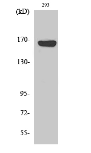 Western Blot analysis of various cells using ABCC12 Polyclonal Antibody diluted at 1:500