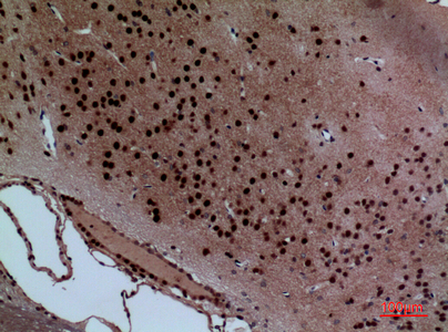 a10853 layn primary antibodyes ihc testing 2