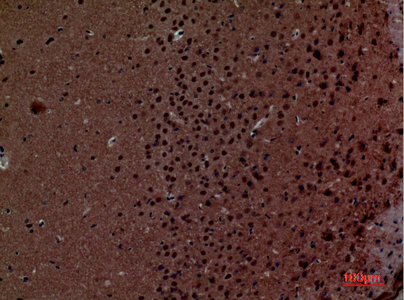 a10853 layn primary antibodyes ihc testing 5