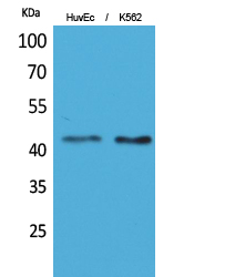 a10853 layn primary antibodyes wb testing 1