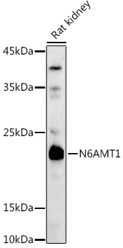 a10854 n6amt1 primary antiboties wb testing 1