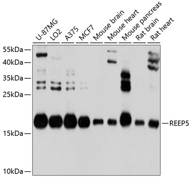 Western blot analysis of extracts of various cell lines, using REEP5 antibody