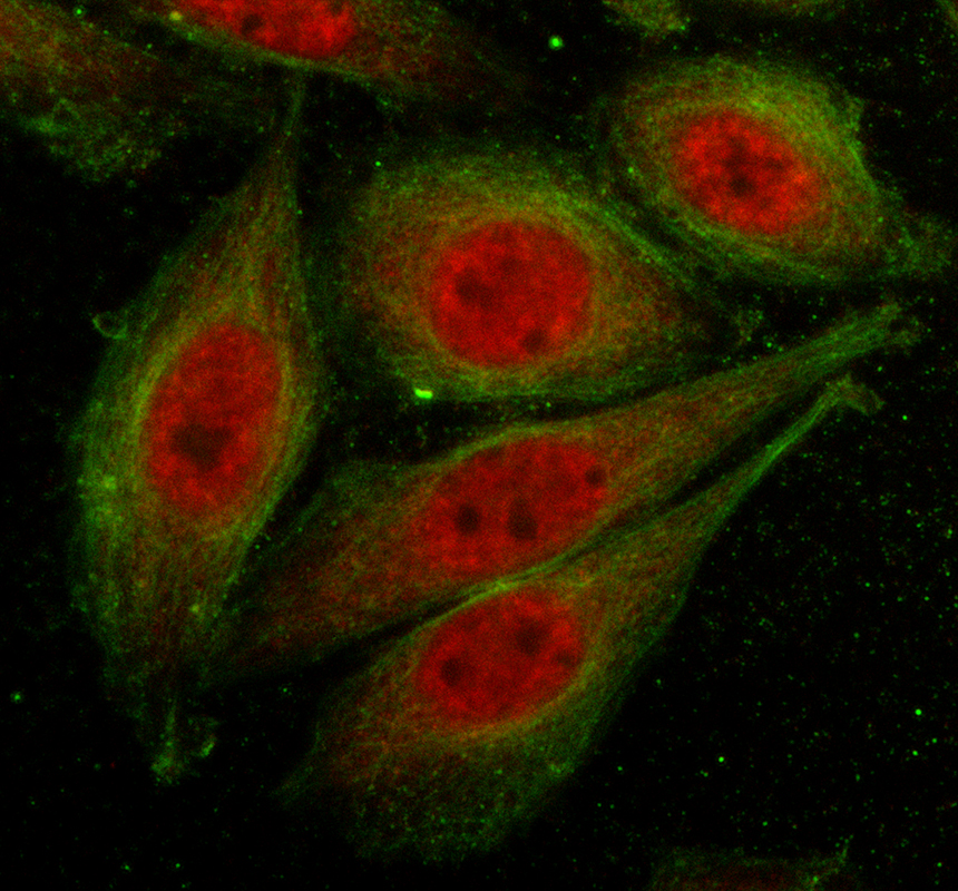 a10856 2 kcns1 primary antibodies if testing 1