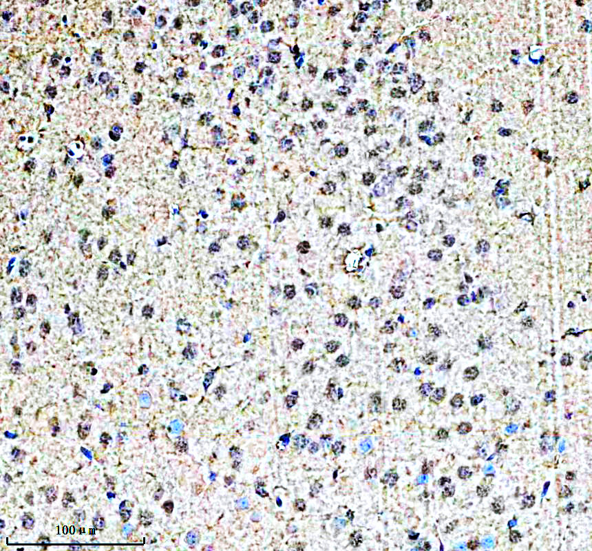 IHC analysis of KCNS1 using anti-KCNS1 antibody (A10856-2)